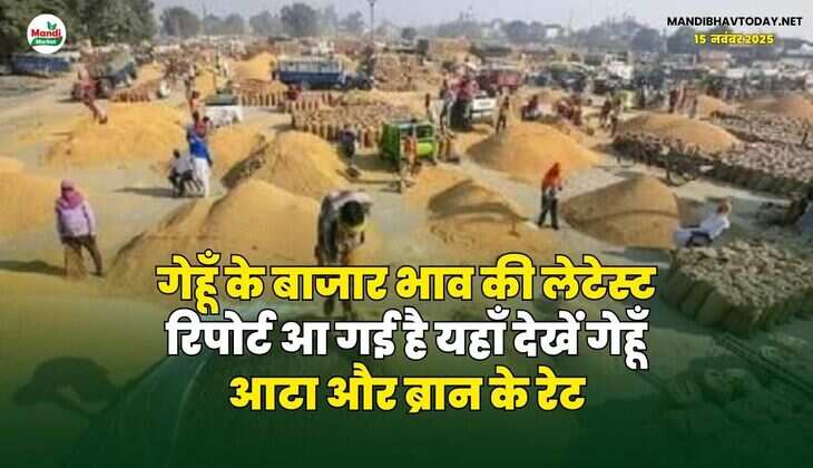 गेहूँ के बाजार भाव की लेटेस्ट रिपोर्ट आ गई है | यहाँ देखें गेहूँ आटा और ब्रान के रेट