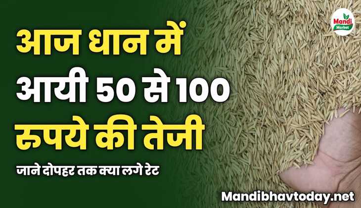 आज धान में आयी 50 से 100 रुपये की तेजी | जाने दोपहर तक क्या लगे रेट