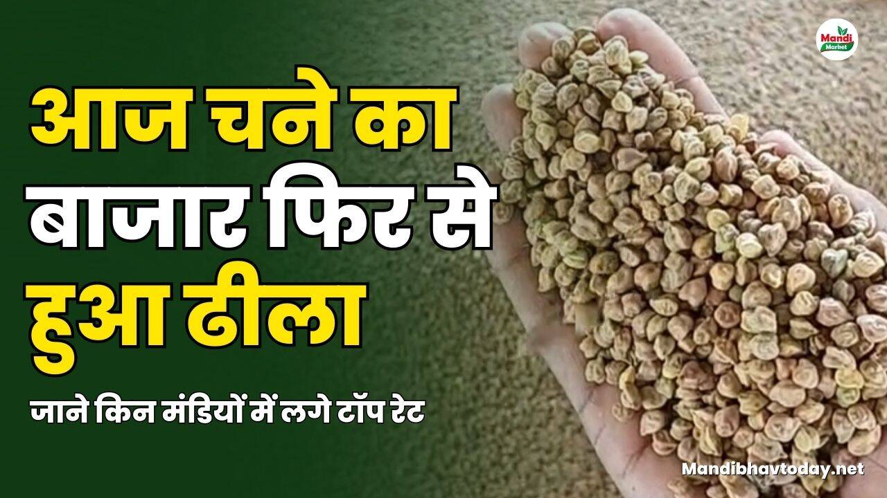 आज चने का बाजार फिर से हुआ ढीला | जाने किन मंडियों में लगे टॉप रेट