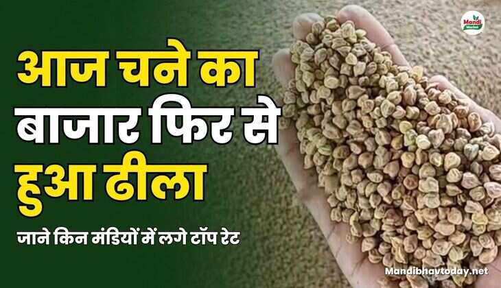 आज चने का बाजार फिर से हुआ ढीला | जाने किन मंडियों में लगे टॉप रेट