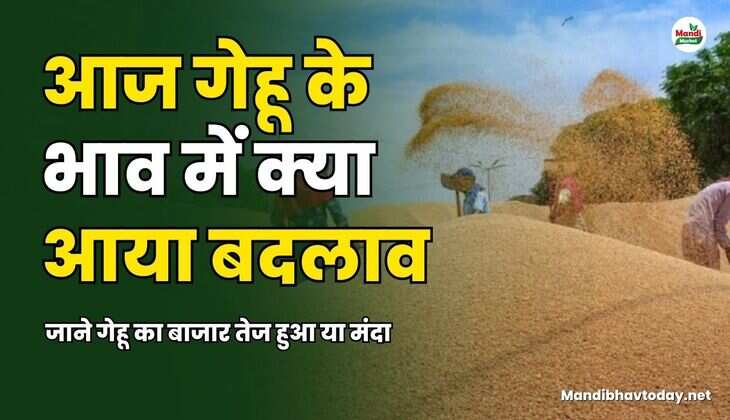  जाने गेहू का बाजार तेज हुआ या मंदा 29 March 25