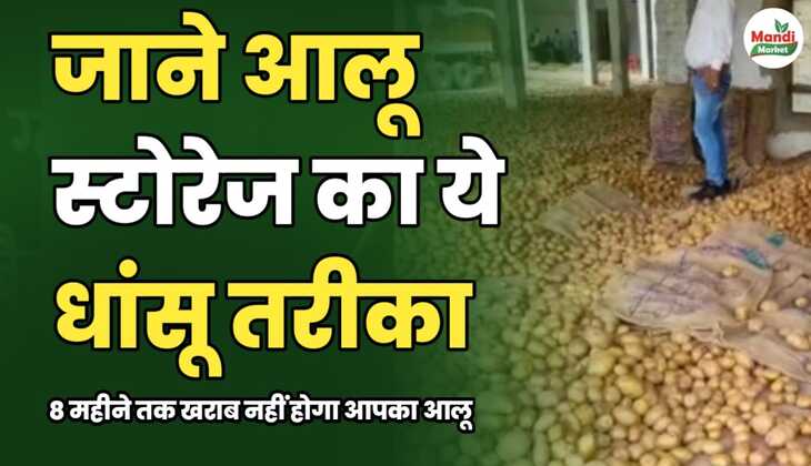 जाने आलू स्टोरेज का ये धांसू तरीका, 8 महीने तक खराब नहीं होगा आपका आलू