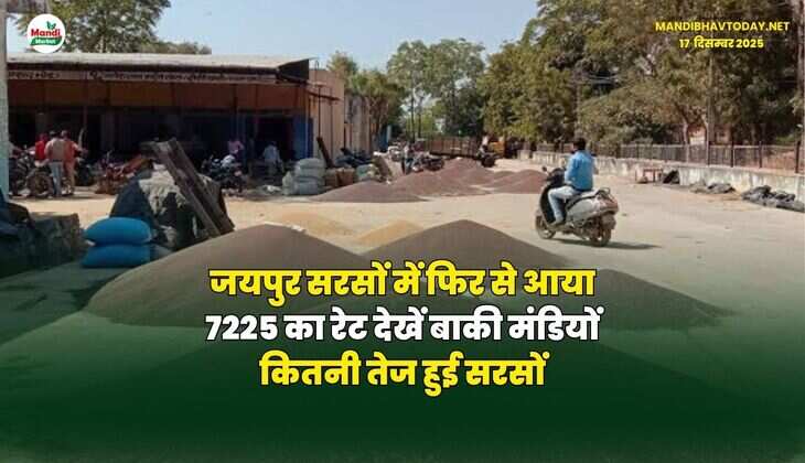 जयपुर सरसों में फिर से आया 7225 का रेट | देखें बाकी मंडियों कितनी तेज हुई सरसों