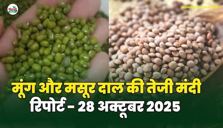 मूँग और मसूर दाल की तेजी मंदी रिपोर्ट - 28 अक्टूबर 2025 