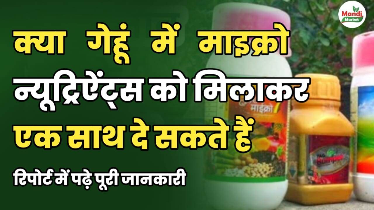 क्या गेहूं में माइक्रो न्यूट्रिएंट्स को मिलाकर एक साथ दे सकते हैं? रिपोर्ट में जानें