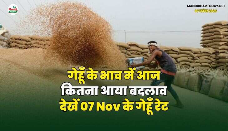 गेहूँ के भाव में आज कितना आया बदलाव | देखें 07 Nov के गेहूँ रेट
