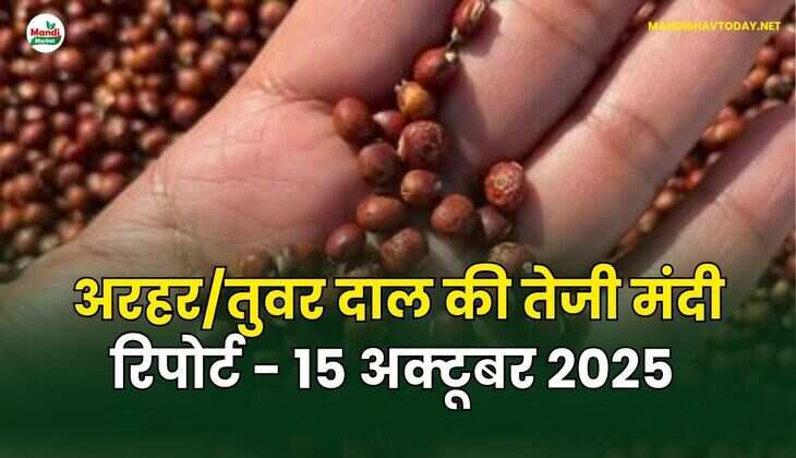 अरहर /तुवर  दाल की तेजी मंदी रिपोर्ट - 15 अक्टूबर 2025