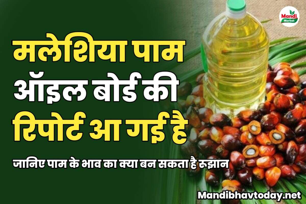 मलेशिया पाम ऑइल बोर्ड की रिपोर्ट आ गई है | जानिए पाम के भाव का क्या बन सकता है रूझान 