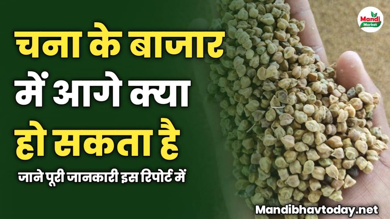 चना के बाजार में आगे क्या हो सकता है | जाने पूरी जानकारी इस रिपोर्ट में 