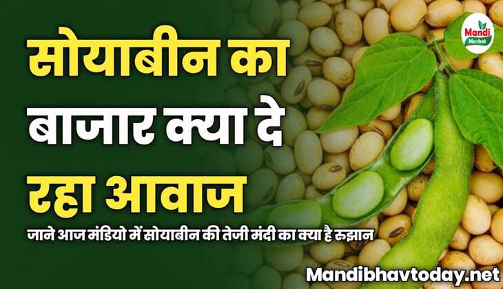 सोयाबीन का बाजार क्या दे रहा आवाज | जाने आज मंडियो में सोयाबीन की तेजी मंदी का क्या है रुझान