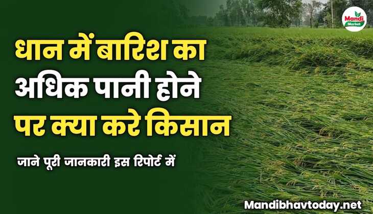 धान की फसल में बारिश का अधिक पानी होने पर क्या करे किसान  | जाने पूरी जानकारी इस रिपोर्ट में 