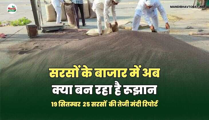 सरसों के बाजार में अब क्या बन रहा है&nbsp;रूझान