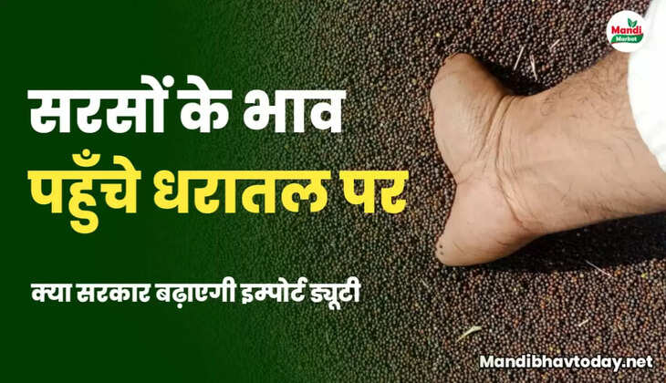 mustard teji mandi report