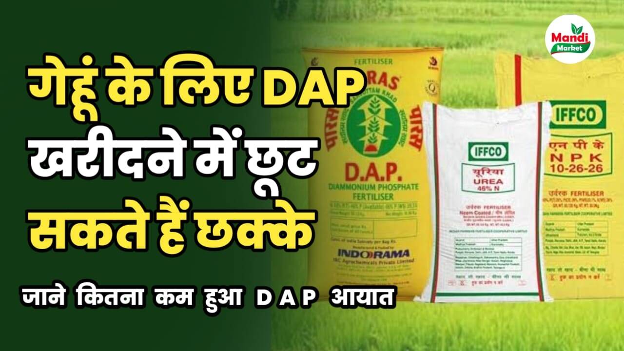 गेहूं के लिए DAP खरीदने में छूट सकते हैं छक्के | जाने कितना कम हुआ DAP आयात