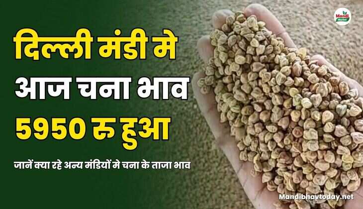 जानें क्या रहे अन्य मंडियों मे चना के ताजा भाव