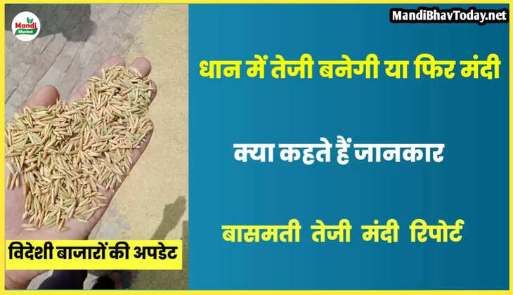बासमती धान में तेजी बनेगी या मंदी | बासमती की सबसे सटीक रिपोर्ट