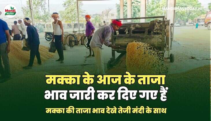 मक्का के आज के ताजा भाव जारी कर दिए गए हैं | मक्का की ताजा भाव देखे तेजी मंदी के साथ