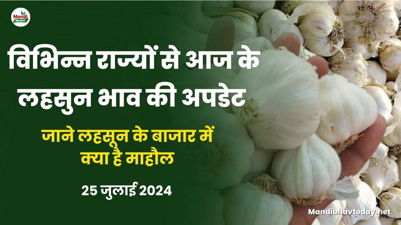 जाने लहसून के बाजार में क्या है माहौल