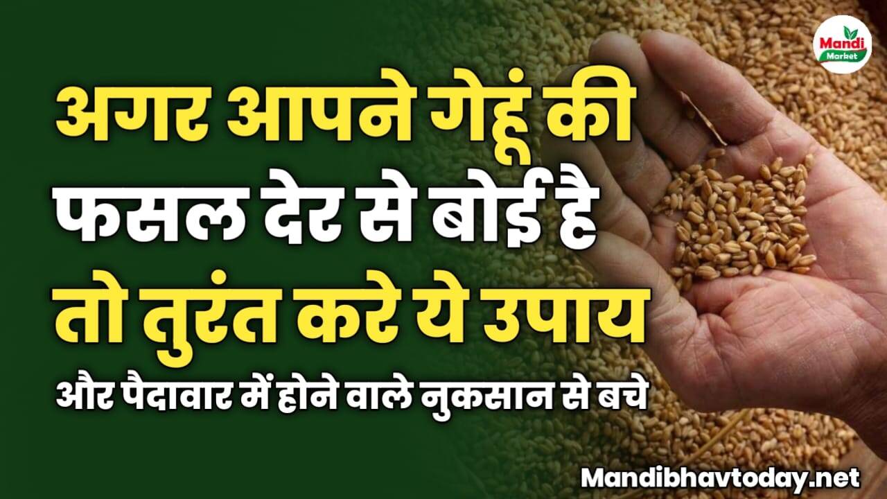 अगर आपने गेहूं की फसल देर से बोई है तो तुरंत करे ये उपाय और पैदावार में होने वाले नुकसान से बचे