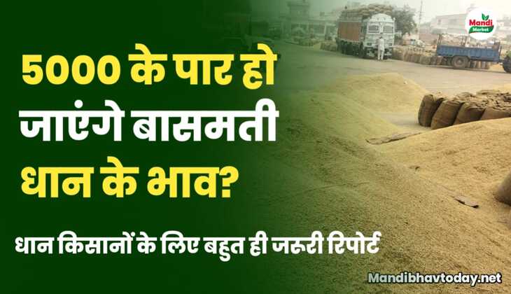 तो 5000 के पार हो जाएंगे बासमती के रेट? धान बेचने से पहले ये रिपोर्ट जरूर देख लें