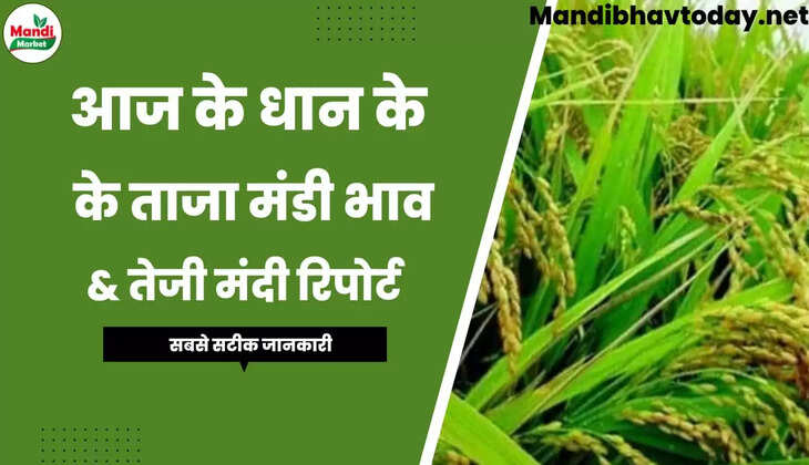 Basmati Paddy Rate Today 7 October 22 