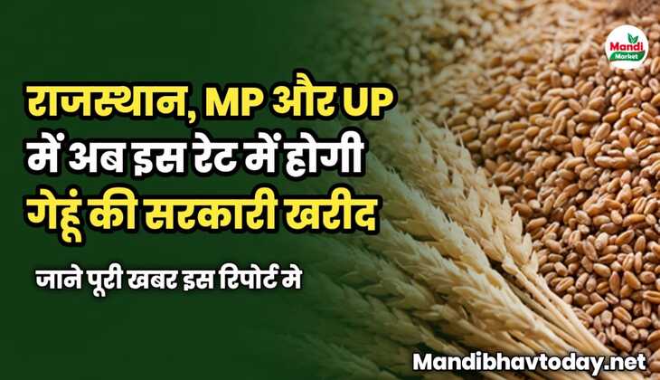 राजस्थान MP और UP में अब इस रेट में होगी गेहूं की सरकारी खरीद | जाने पूरी खबर