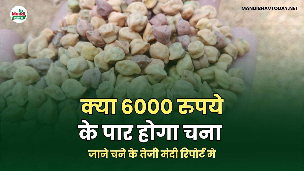 जाने चने के तेजी मंदी रिपोर्ट मे