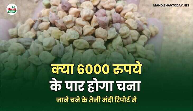 जाने चने के तेजी मंदी रिपोर्ट मे