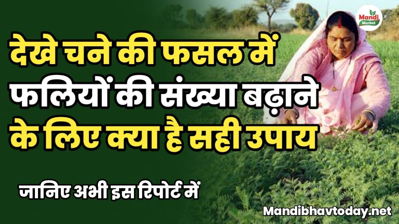 देखे चने की फसल में फलियों की संख्या बढ़ाने के क्या है सही उपाय, जानिए अभी इस रिपोर्ट में!