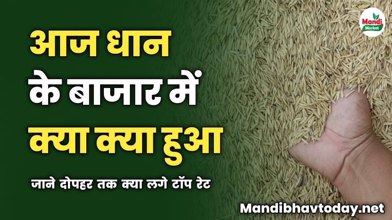 धान के बाजार में आज क्या क्या हुआ | जाने दोपहर तक क्या लगे टॉप रेट