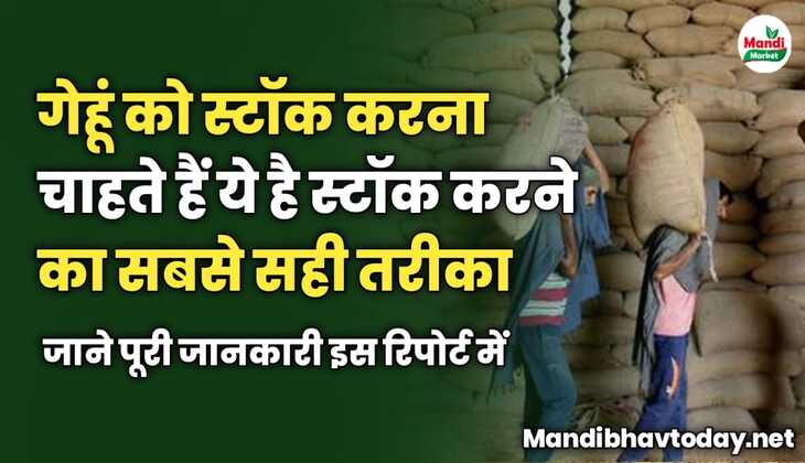 गेहूं को स्टॉक करना चाहते हैं ये है स्टॉक करने का सबसे सही तरीका | जाने पूरी जानकारी इस रिपोर्ट में 