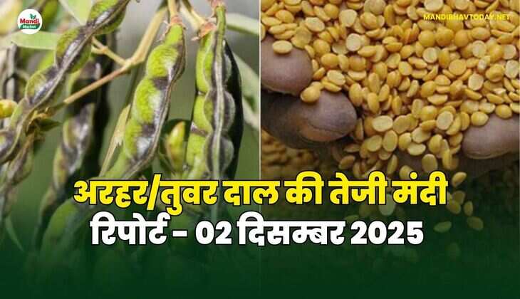 अरहर /तुवर  दाल की तेजी मंदी रिपोर्ट  - 02 दिसम्बर 2025