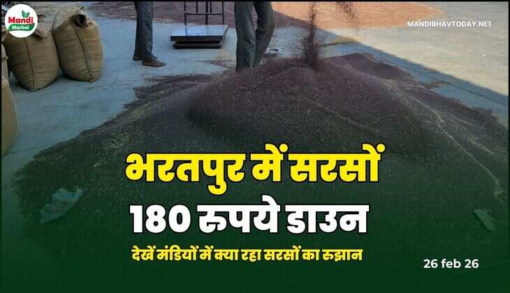 भरतपुर में सरसों 180 रुपये डाउन | देखें मंडियों में क्या रहा सरसों का रुझान