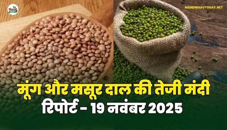 मूंग मसूर दाल की तेजी मंदी रिपोर्ट - 19 नवंबर 2025