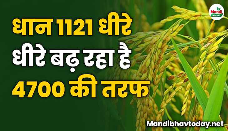 धान 1121 धीरे धीरे बढ़ रहा है 4700 की तरफ देखे आज के धान के ताजा मंडी भाव 09 नवम्बर 2023 
