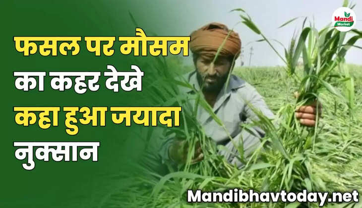 फसल पर मौसम का कहर | देखे कहा हुआ जयादा नुक्सान 
