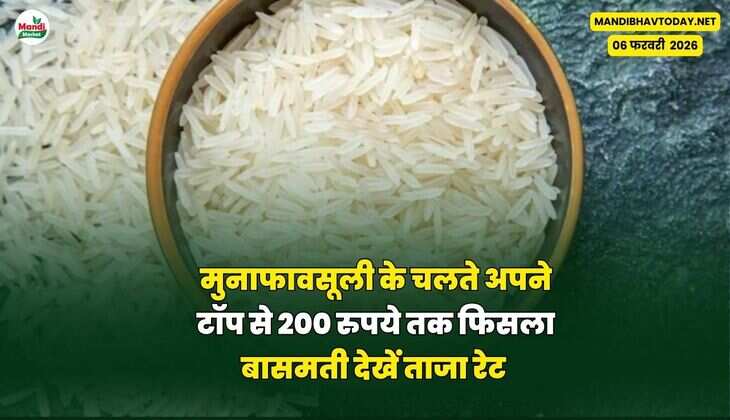 मुनाफावसूली के चलते अपने टॉप से 200 रुपये तक फिसला बासमती धान देखें ताजा रेट 