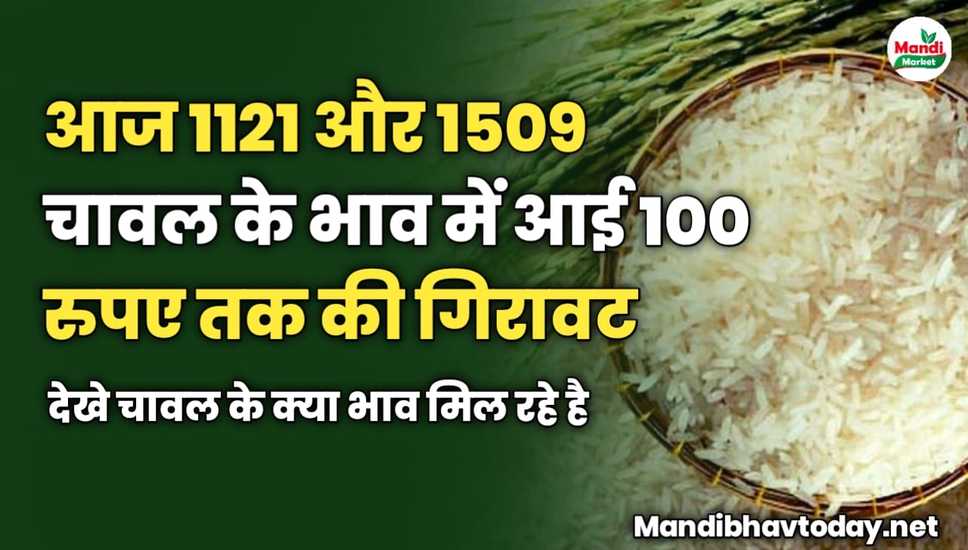 आज 1121 और 1509 चावल के भाव में आई 100 रुपए तक की गिरावट | देखे क्या भाव मिल रहे है 