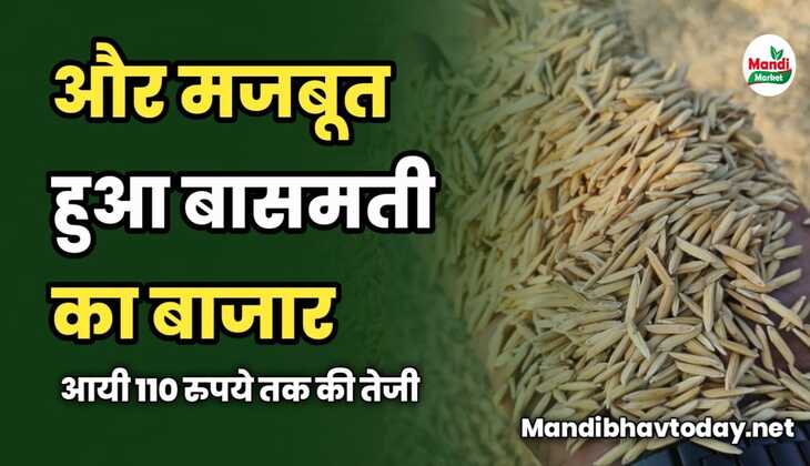 और मजबूत हुआ बासमती का बाजार | आयी 110 रुपये तक की तेजी