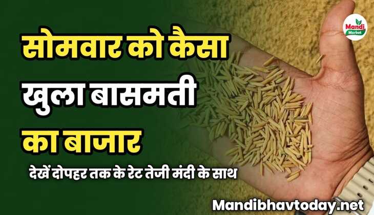 सोमवार को कैसा खुला बासमती का बाजार | देखें दोपहर तक के रेट तेजी मंदी के साथ