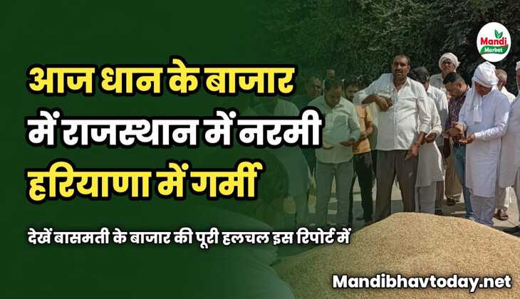 आज धान में राजस्थान में नरमी हरियाणा में गर्मी | देखें बासमती के बाजार की पूरी हलचल इस रिपोर्ट में