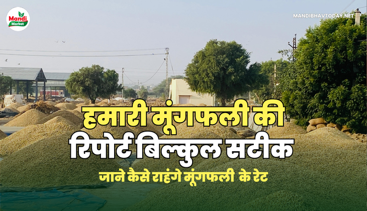 मंडी मार्केट मीडिया 