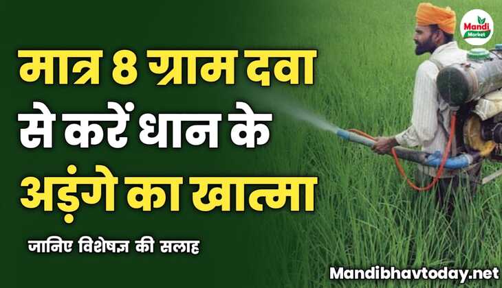 मात्र 8 ग्राम दवा से करें धान के अड़ंगे का खात्मा | जानिए विशेषज्ञ की सलाह