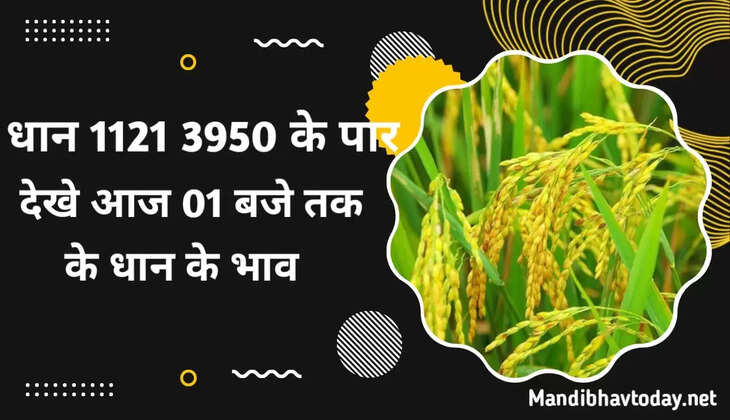 धान मे तूफानी तेजी देखे आज 11 बजे तक के धान के भाव 1121, 1718, 1509, 1401 DB धान के ताजा भाव