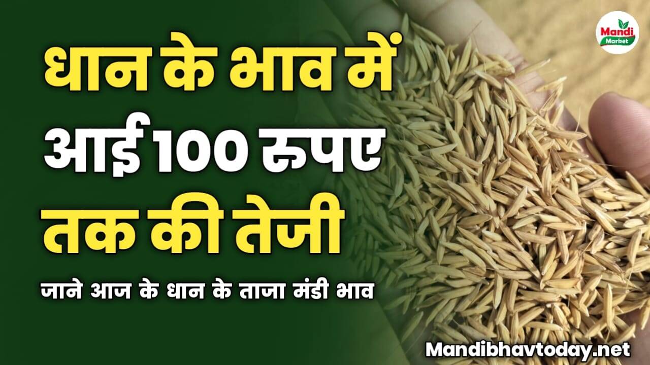 धान की कीमतों में आई 100 रुपए तक की तेजी | जाने आज के धान के ताजा मंडी भाव