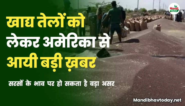 mustard teji mandi report