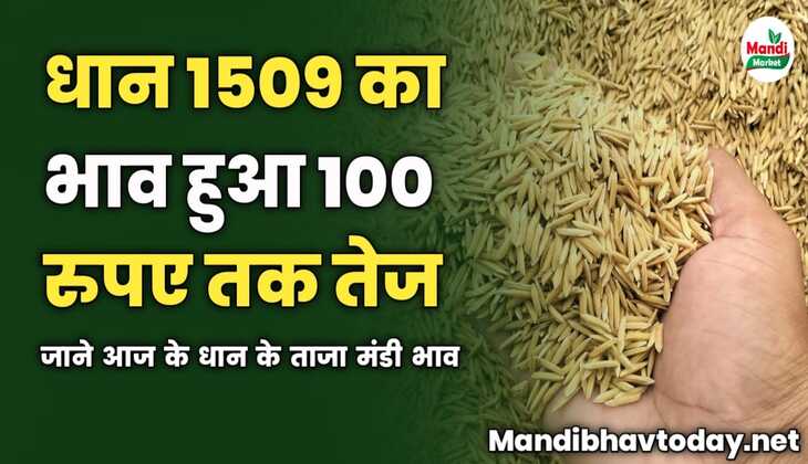 धान 1509 का भाव हुआ 100 रुपए तक तेज | जाने आज के धान के ताजा मंडी भाव 