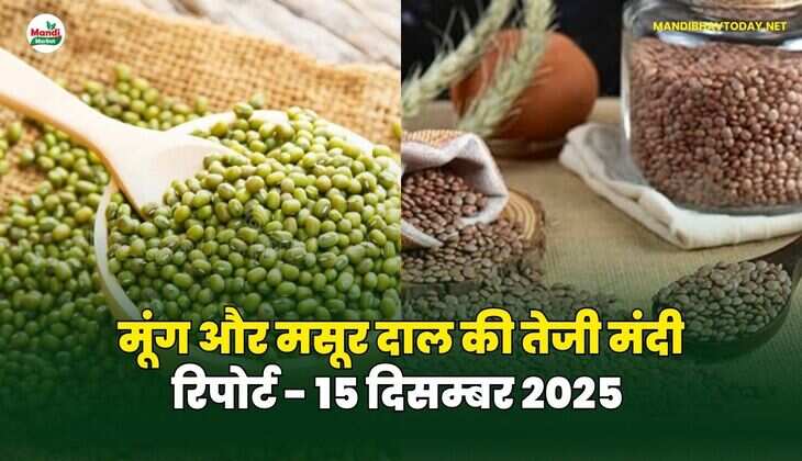 मूंग मसूर दाल की तेजी मंदी रिपोर्ट - 15 दिसम्बर 2025