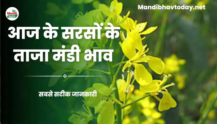 विदेशी बाजारों से कमजोर संकेतों के कारण 100 रुपये तक लुढ़की सरसों | जाने क्या खुले हैं आज सरसों के रेट Sarso Live Rate Today 21 june 2023 