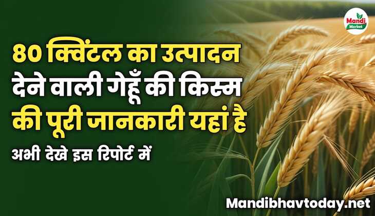 80 क्विंटल का उत्पादन देने वाली गेहूँ की किस्म की पूरी जानकारी यहां है | अभी देखे इस रिपोर्ट में 
